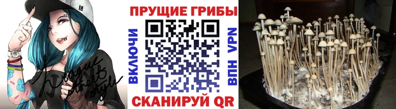 Купить закладки  Приморско-Ахтарск  Галлюциногенные грибы Magic Shrooms 